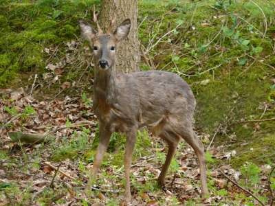 deer