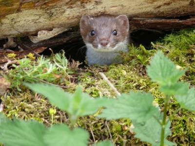 stoat
