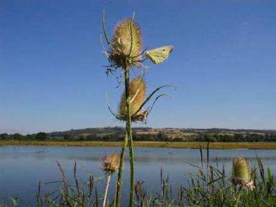 thistle